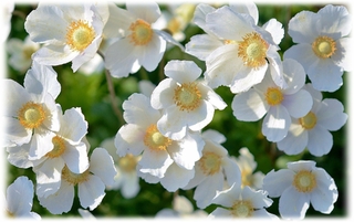 Anémones - comment conserver un bouquet de fleurs - blog - Bouqueternel
